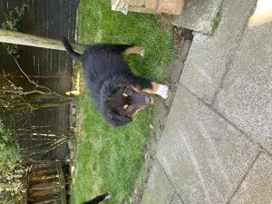 Super süße Australian Shepherd Welpen  Bild 5