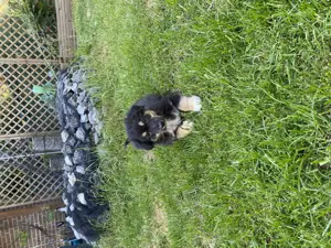 Super süße Australian Shepherd Welpen  Bild 3