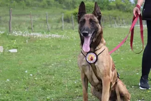 Akira - loyal, intelligent und voller Energie