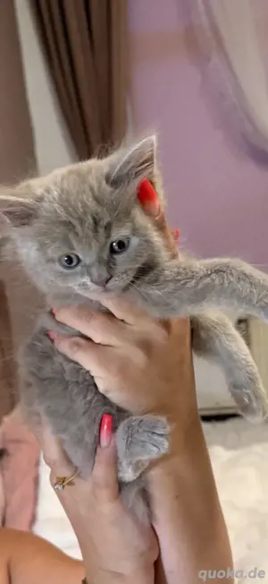 BLH Meine Coon mix kitten ,katzen 