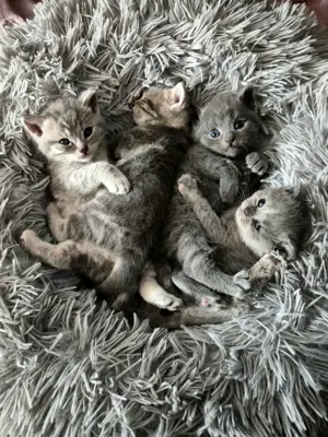 BKH - Mix Kitten Bild 2