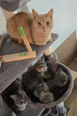 BKH - Mix Kitten Bild 5