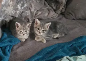 BKH - Mix Kitten