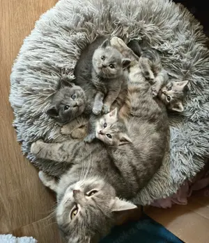 BKH - Mix Kitten Bild 3