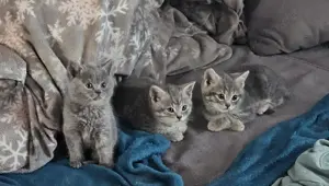 BKH - Mix Kitten Bild 4