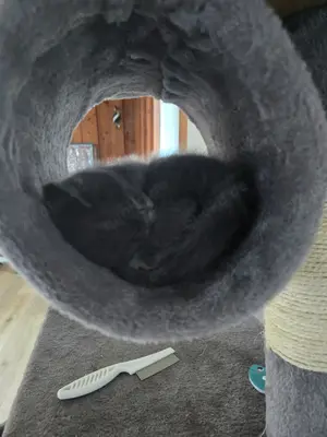 BKH - Mix Kitten Bild 6
