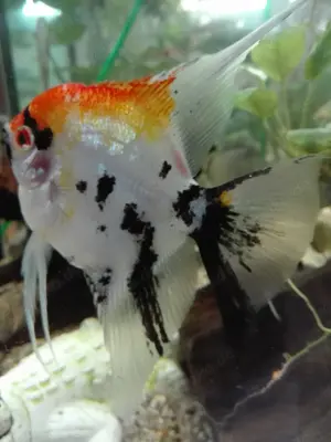 Skalar Koi