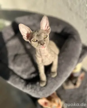 Sphynx Brush 