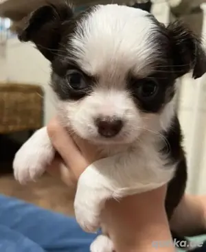 Chihuahua Welpen 