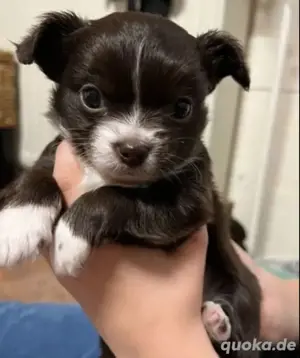 Reinrassiger langhaariger Chihuahua-Welpe 