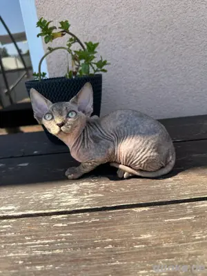 kitten Devon Rex katzenbaby geimft gechippt Stammbaum Erbkrank. freie lienien 