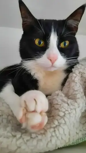 Katzenbruder gesucht!