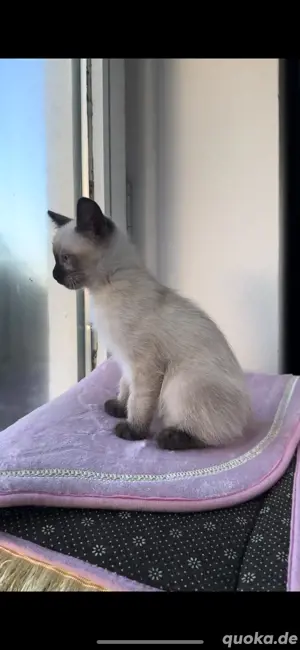 Wunderschöne Mekong Bobtail und Siamkatze Mix Kitten abzugeben