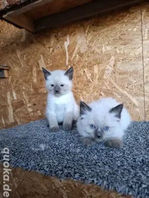 Zuckersüße Siamkitten suchen liebevolles Zuhause 