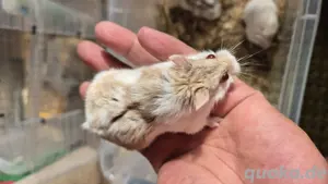 Campbell Zwerghamster Männchen 