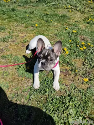 Französische bulldogge  Bild 5