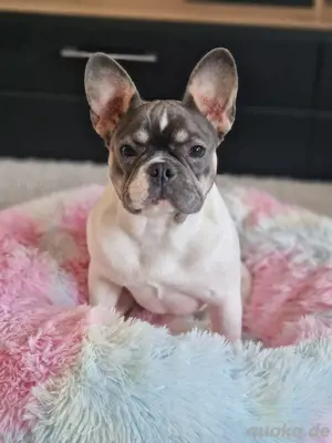 Französische bulldogge 