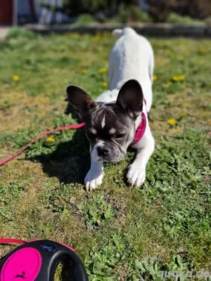 Französische bulldogge  Bild 3