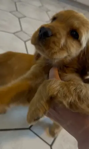Cocker Spaniel Welpen rot 
