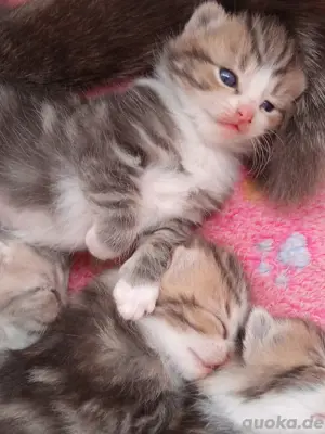Mischlings Kitten 