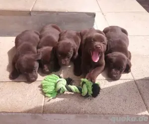 Hübsche Labradorwelpen 