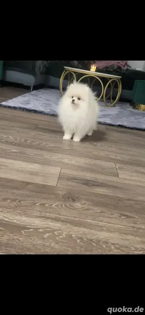 Pomeranian Hunde Welpen 