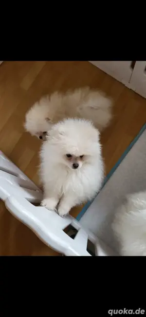 Pomeranian Hunde 