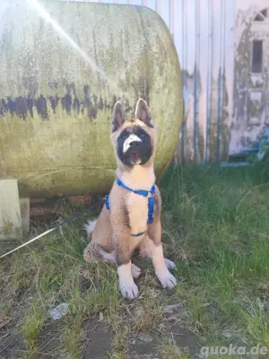 American Akita welpe hündin 