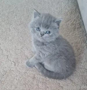 Britisch kurzhaar kitten mix 