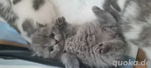 Britisch kurzhaar kitten 