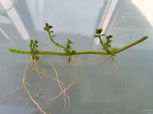 Wasserminze für Teich im Uferbereich 3 St. = 4  Bild 4