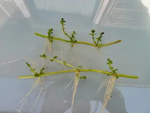 Wasserminze für Teich im Uferbereich 3 St. = 4  Bild 5