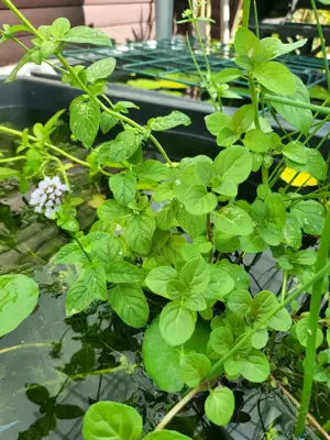 Wasserminze für Teich im Uferbereich 3 St. = 4  Bild 2