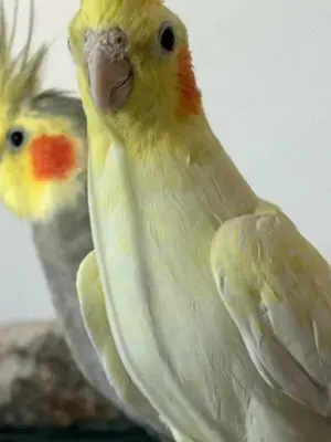 2 Nymphensittiche mit Käfig 