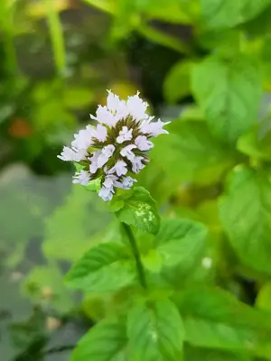 Wasserminze für Teich im Uferbereich 3 St. = 4  Bild 3