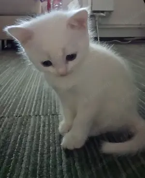 Sehr seltene Katzenbabys