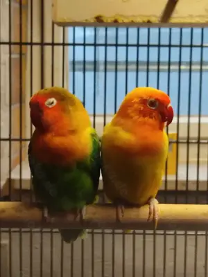 Pfirsichköpfchen Paar Bild 2