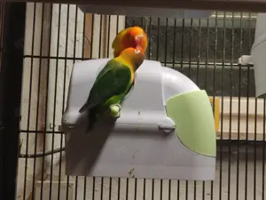 Pfirsichköpfchen Paar Bild 3