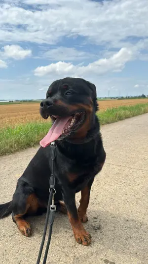 Rottweiler Thanos sucht erfahrenes Zuhause