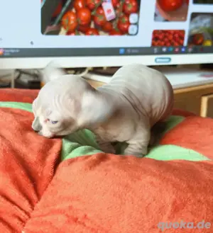 Entzückendes Sphynx-Kätzchen zu verkaufen
