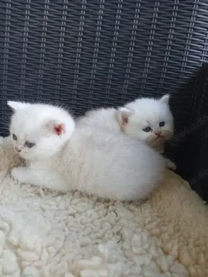 BKH und BLH Jungs mit blauen Augen