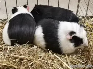Meerschweinchen Böckchen 