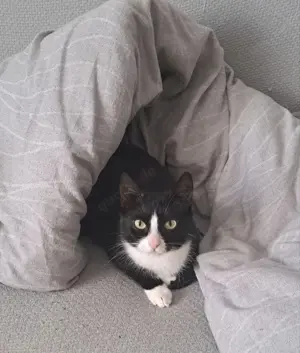 Katzenweibchen sucht ein neues Zuhause 