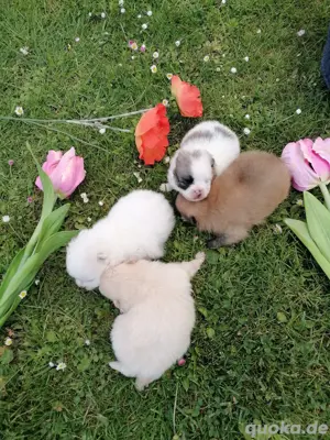 Wunderschöne Pomeranian Zwergspitz Welpen 