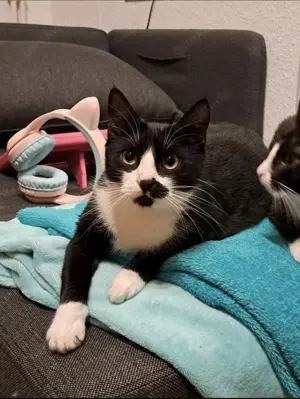 Katzenweibchen sucht neues Zuhause