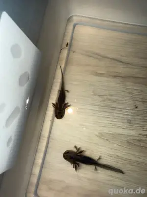 2 baby axolotl Vergeben