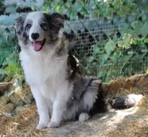 2 Bordercolliewelpen männlich geb.: 12.11.24