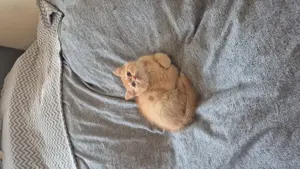 Bkh Babykatzen