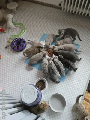 Bkh kitten 12 Stück ab sofort  Bild 5