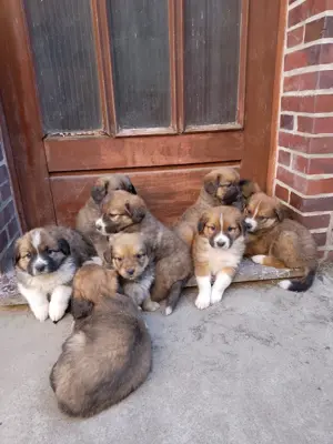 Germanische Bärenhunde, Welpen